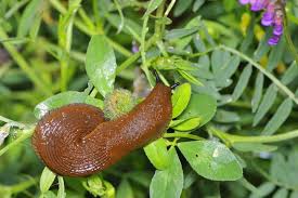 Sie sehen nicht nur unappetitlich aus, sie können auch echte schäden an pflanzen und dem garten hinterlassen. Schnecken Im Garten Effektiv Bekampfen Galanet