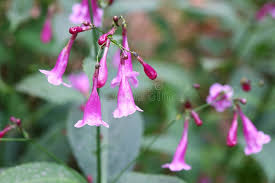 Image result for Strobilanthes hamiltoniana