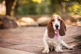 We did not find results for: Wiggs Miss July Argyle Dog Photography Basset Hound Rescue Calendar Project Jenna Regan Photography