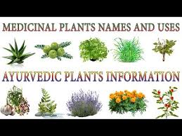 Medicinal Plants And Their Uses 20 Ayurvedic Plants Names