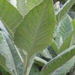 Image result for Solanecio cydoniifolius