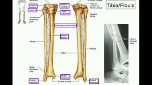 Smallest and lightest bone in the human body, found in the ear. Anatomy Specific Parts Of The Tibia Fibula Left Vs Right Youtube