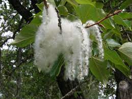 All you have to do is adjust the colors! Cottonwood Tree Facts Hgtv