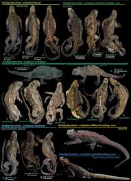 Image result for Isoglossa vulcanicola