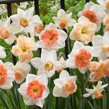60 Days Of Daffodils Mix Daffodil Bulbs Bulb Flowers Daffodil Flower