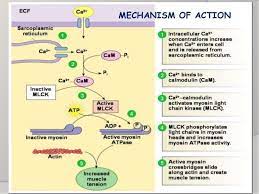 Physiology Basic Anatomy And Physiology Muscle Contraction