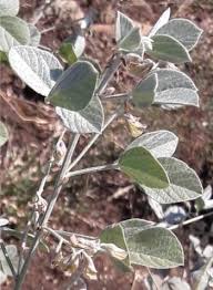 Image result for Rhynchosia galpinii