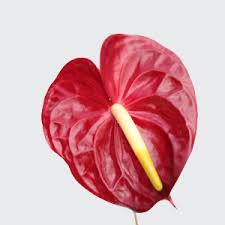 Coastline flowers provides wholesale flowers for mass markets in the san francisco bay area including grocery stores bouquets and retail market bouquets. Anthurium Red Medium Wholesale Wedding And Event Flowers Bay Area Wholesale Flowers Wholesale Wedding And Event Flowers Fremont California