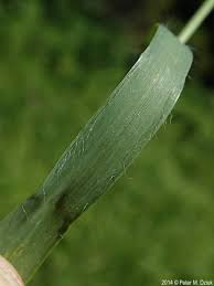 Image result for Bromus  kalmii