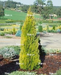 Image result for Culcasia orientalis