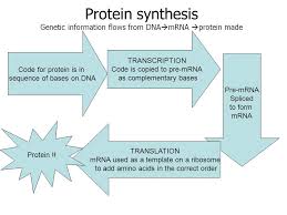 Homework Complete Comparison Chart On Dna Trna And Mrna If
