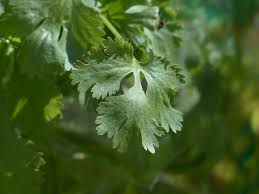 What to do with fresh mint from garden? How To Harvest Coriander Without Killing The Plant