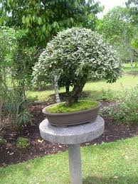 Push the twigs into the soil all around the edge of the basket, leaving a gap for the path to the house. How To Create A Miniature Landscape