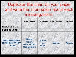 Microorganisms By Ms Kinder Sum02art Bp_1bacteria Jpg