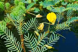 Image result for Aeschynomene fluitans