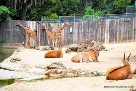 Oakland Zoo Parking Things To Do In California With Kids Family Explore California Oakland Zoo California With Kids