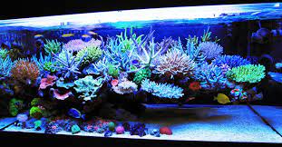 Marcorocks will hands down make your tank rock! Reef Rock Aquascaping Aquascape Ideas