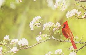The cardinality of a finite set is a natural number, while the transfinite cardinal numbers describe the sizes of infinite sets. Red Cardinal Spiritual Meaning Seeing A Red Cardinal Meaning How It Relates To Death California Psychics