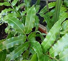 Image result for Stenochlaena