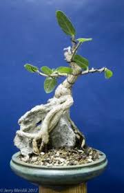 Image result for Ficus tremula