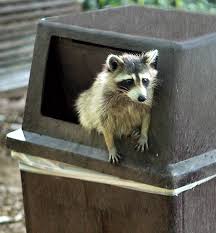 Plural raccoon or raccoons also racoon or racoons definition of raccoon 1 a : Trash Panda Wiktionary