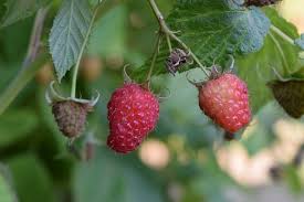 Raspberry leaves, which are further identifiable by their silver, nearly white underside, are the portion of the plant with the greatest therapeutic value, although the fruits boast of numerous. Top Problems Growing Raspberries And How To Fix Them Ready To Diy