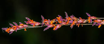 Image result for Panicum subflabellatum