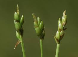 Image result for Carex leptosaccus