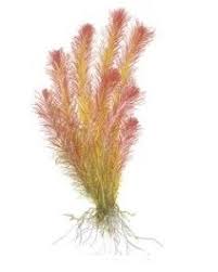 Image result for Rotala filiformis