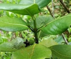 Image result for Pyrostria