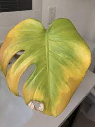 Help My Monstera Deliciosa Isnt Doing Well I Left It In Water For The Root System To Grow And After I Monstera Monstera Deliciosa Plant Leaves Turning Yellow