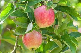 Pokok keriang dot berbuah sekali dalam setahun sekitar bulan april hingga mei. Pokok Buah Buahan Orchard Home Tidak Mempunyai Buah