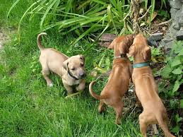 Apacheridges Ridgeback Puppy Colors Playing Rhodesian Ridgeback Puppies Beautiful Dog Breeds
