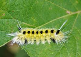 Black And Red Spiky Caterpillar California Fuzzy Fall Caterpillars Family Erebidae Field Station