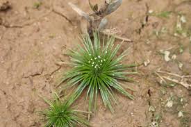 Image result for Eriocaulaceae