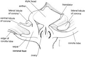 Image result for Mondia ecornuta