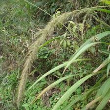 Image result for Setaria poiretiana