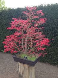 Love This Bonsai From Rhs Wisley Surrey Bonsai Plants Japanese Maple