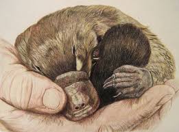 Baby Platypus By Tanjalouiseartist On Deviantart Baby Platypus Australia Animals Platypus