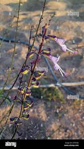 Image result for Syncolostemon canescens