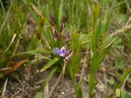 Image result for Polygala persicariifolia