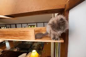 Posted on february 14, 2014. I Catified My Friends House For Their 7 Cats Bored Panda