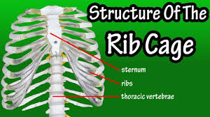 In humans, the rib cage is located in the upper body and consists of 24 bones that serve the purpose of protecting many vital organs. Structure Of The Rib Cage How Many Ribs In Human Body What Is The Sternum Youtube