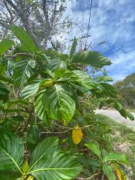 Image result for Morinda asteroscepa