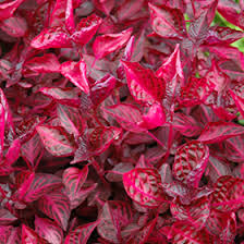 Image result for Iresine