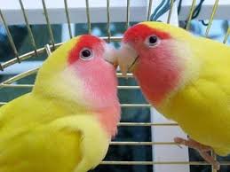 We did not find results for: Lutino Lovebird Lifespan Food Care Guide Cute Parrots