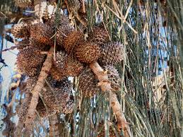 Image result for Casuarina verticillata