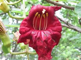 Image result for Kigelia africana