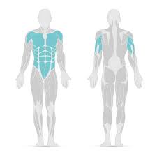 Comment bien faire des pompes ? Pompes Musculation Des Pectoraux Triceps Epaules Nu3