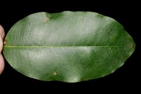 Image result for Landolphia buchananii